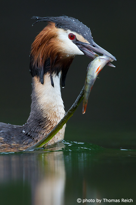 Great Crested Grebe with fish after diving