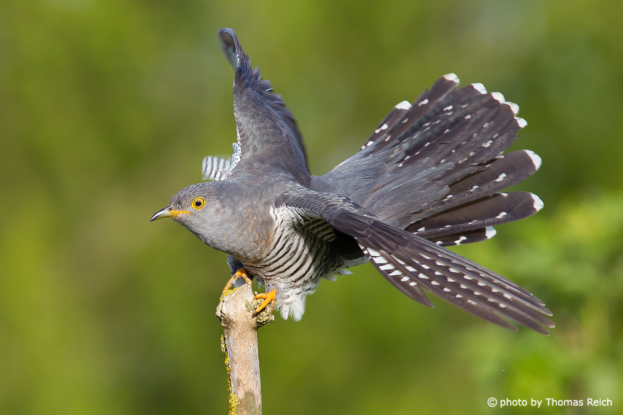 Common Cuckoo in Germany