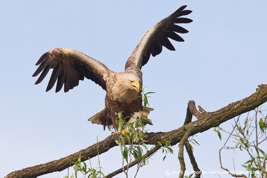 White-tailed sea eagle adult bird with prey on tree