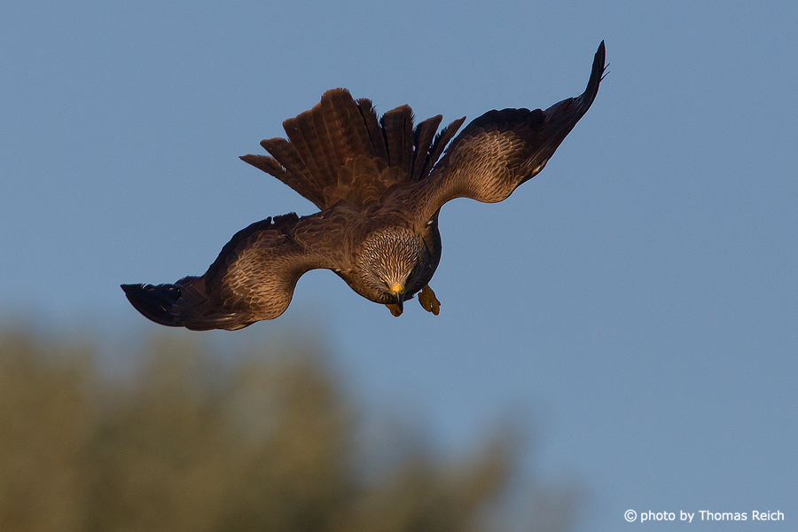Black Kite bird hunting behavior