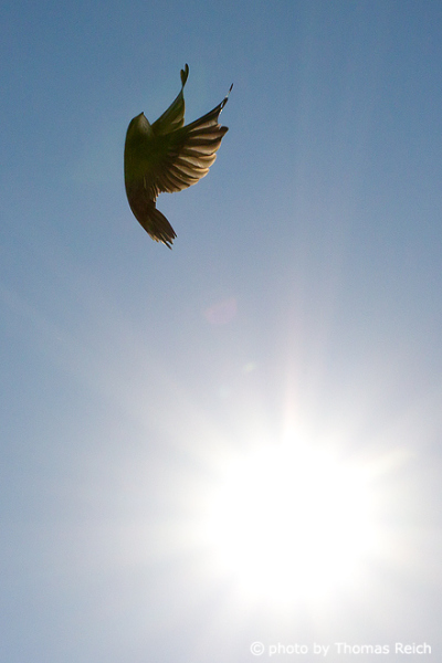 Common Swift with sun