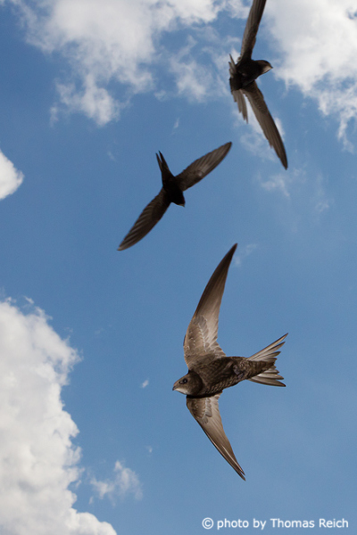 Common Swifts in cities