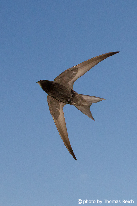 Common Swift hunts insects in flight