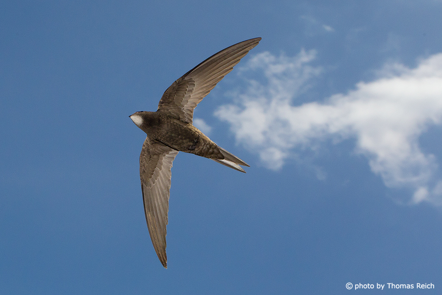 Common Swift in Germany