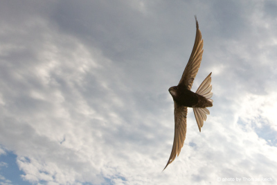 Common Swift in flight image