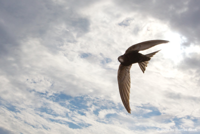 Common Swift wingspan