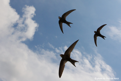 Group of Common Swifts
