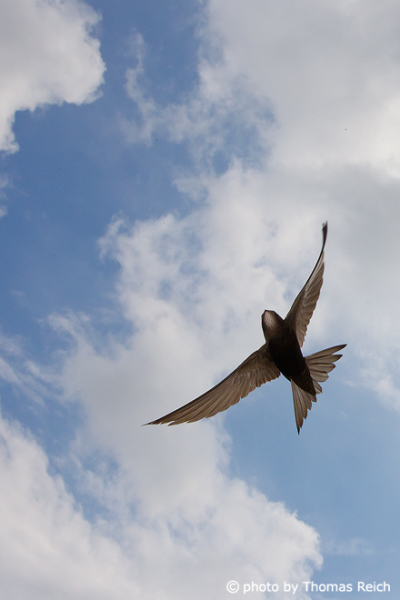 Common Swift bird in gliding flight