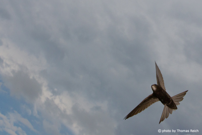Common Swift flying to nest