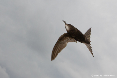 Common Swift beak