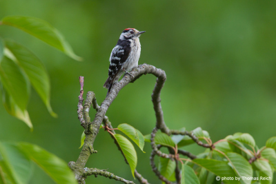 Lesser Spotted Woodpecker sitting on a branch