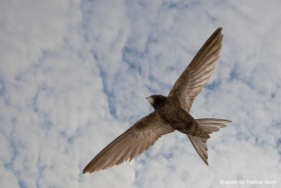 Common Swift bird in the sky