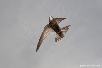 Common Swift bird photos in flight