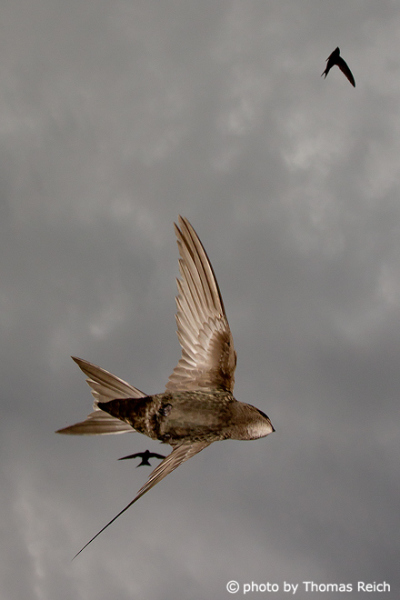 Common Swift pictures