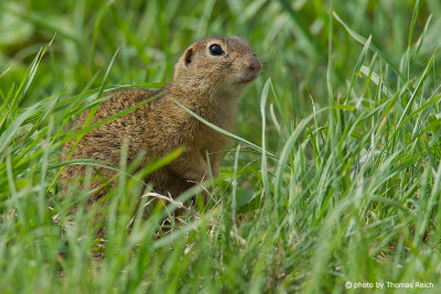 European Ground Squirrel in grassy vegetation