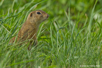 European Ground Squirrel in the grass