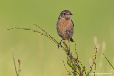 Young female European Stonechat