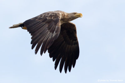 White-tailed Eagle calls in flight
