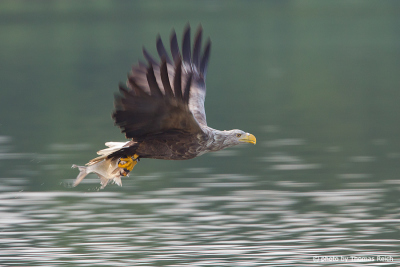 White-tailed Eagle with fish