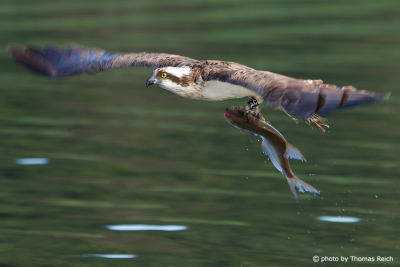Osprey fish-eating bird of prey