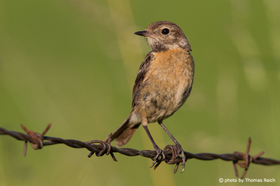 Young European Stonechat female