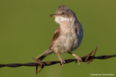 Common Whitethroat male sits on fence