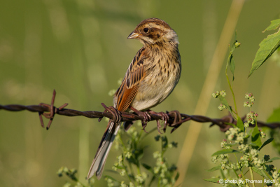 Common Reed Bunting on fence at edge of field