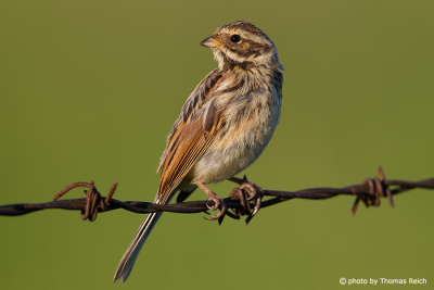 Common Reed Bunting female size