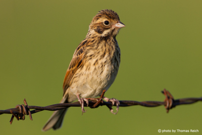 Common Reed Bunting plumage