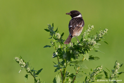 European Stonechat with insect in beak