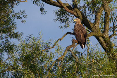 White-tailed Eagle perches on willow