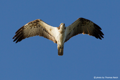 Osprey bird wingspan