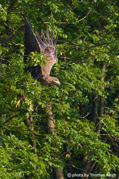 Junger Seeadler fliegt aus Wald