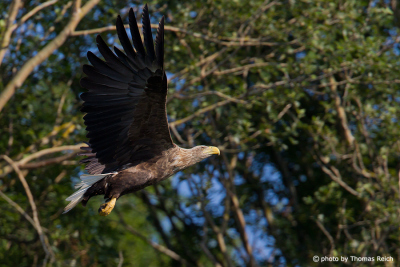 White-tailed Eagle in the forest
