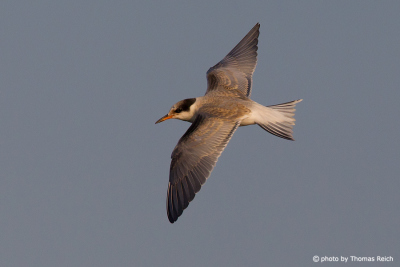 Wings of a young flying Common tern