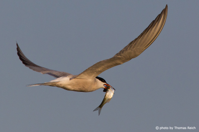 Common Tern in flight with prey