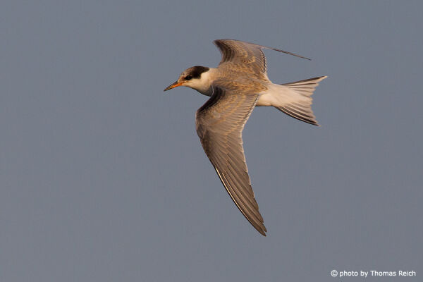 Juvenile Common Tern in flight