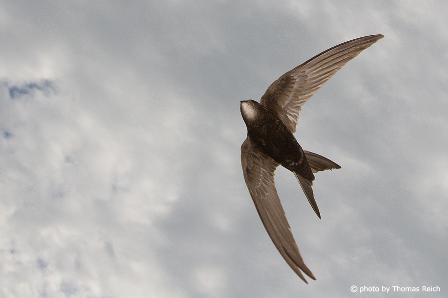 Common Swift bird foraging