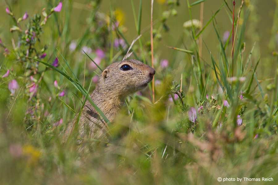 European Ground Squirrel on flower meadow