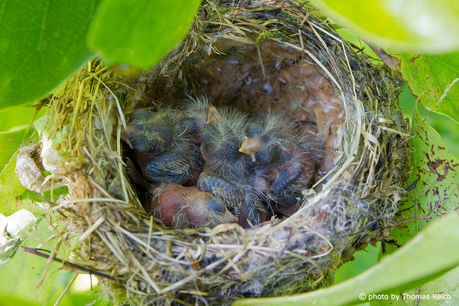 European goldfinch nest and chicks
