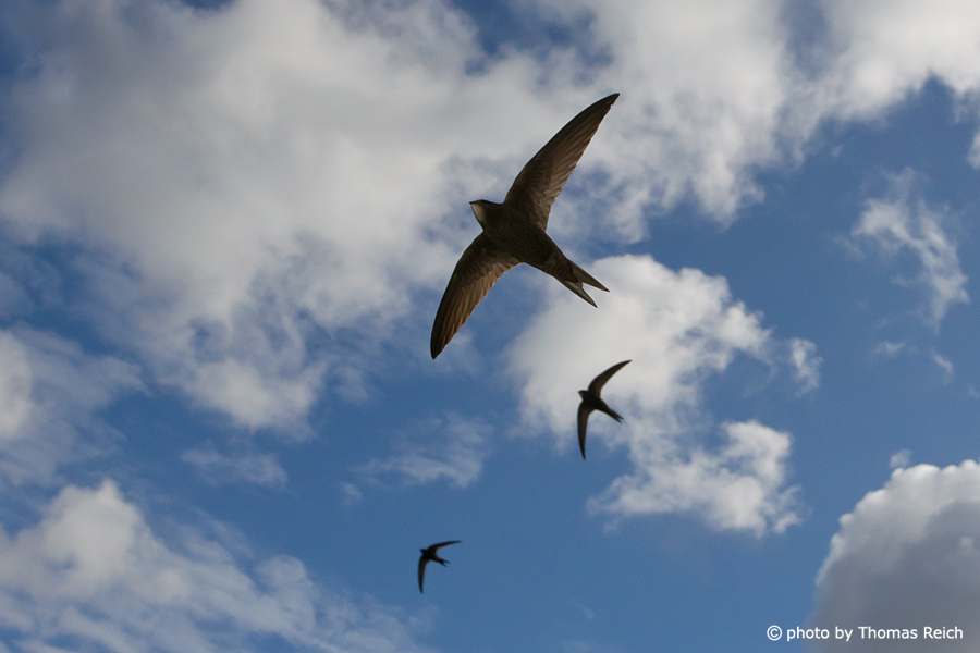 Common Swifts flying in the sky