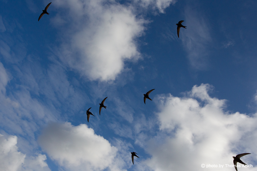 Flying Common Swift birds