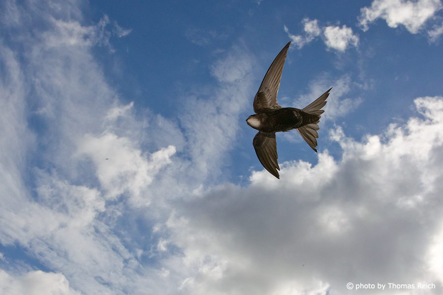 Common Swift bird feed in flight
