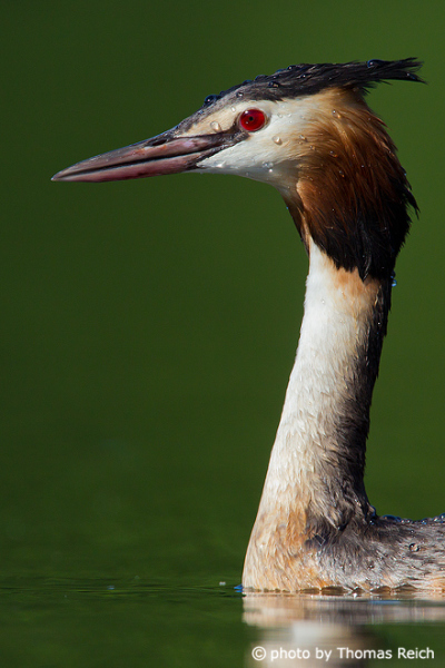 Red eye of Great Crested Grebe
