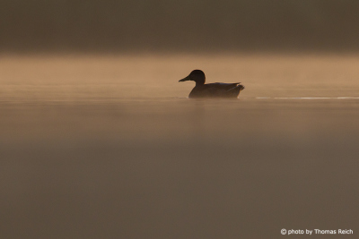Mallard duck silhouette in the morning mist