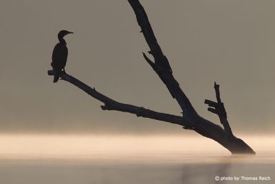 Great Cormorant bird silhouette in morning fog
