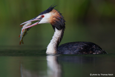 Great Crested Grebe diet
