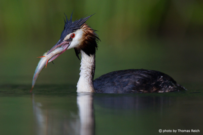 Great Crested Grebe swallows fish