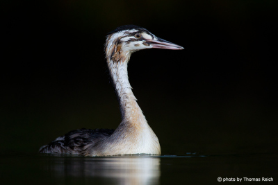 Great Crested Grebe teenager