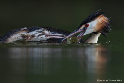 Great Crested Grebe feeding fish to juvenile